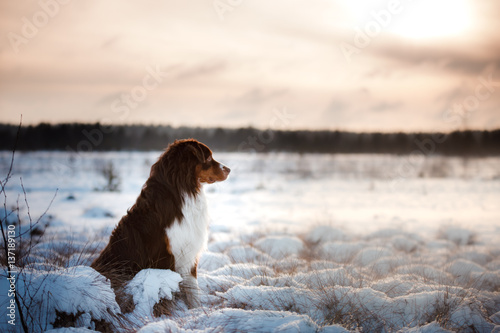 Dog breed Australian Shepherd outdoors in the winter, snow,