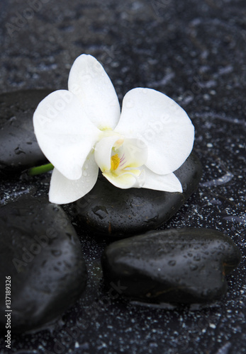 Single white orchid and black stones close up.