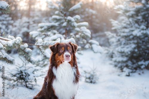Dog breed Australian Shepherd outdoors in the winter, snow,