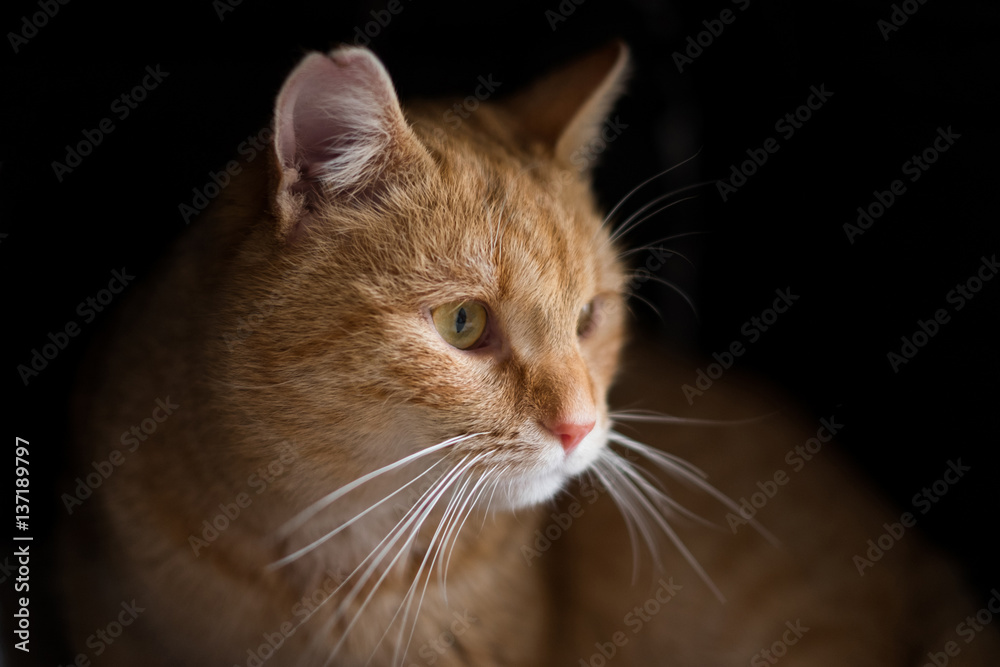 Dramatic looking portrait of ginger cat Dramatic looking portrait of ginger cat