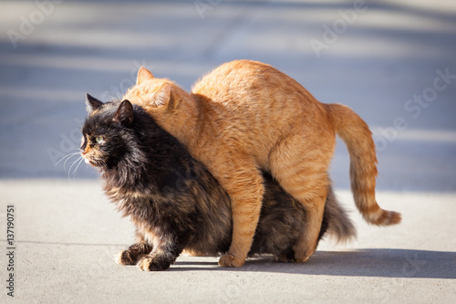 Slika na platnu Domestic cats in the act of mating