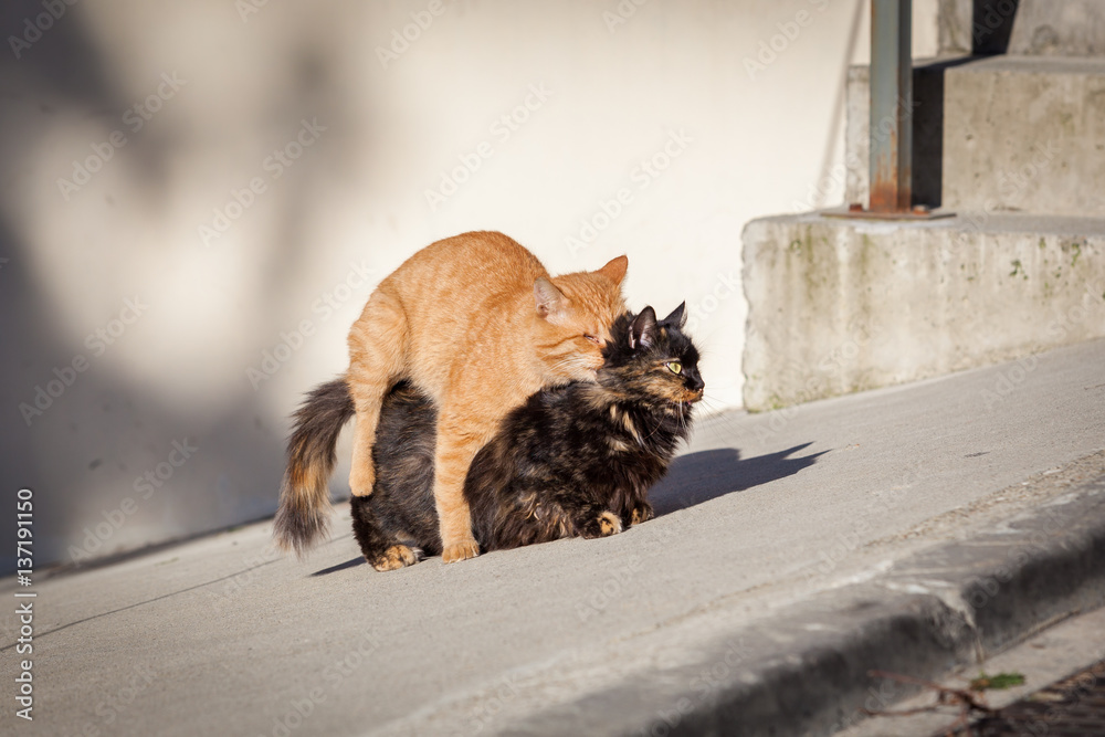 Cats mating. The natural behavior of the animals