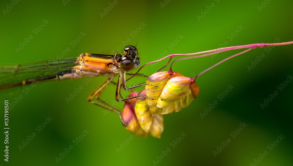 Fototapeta premium Große Pechlibelle