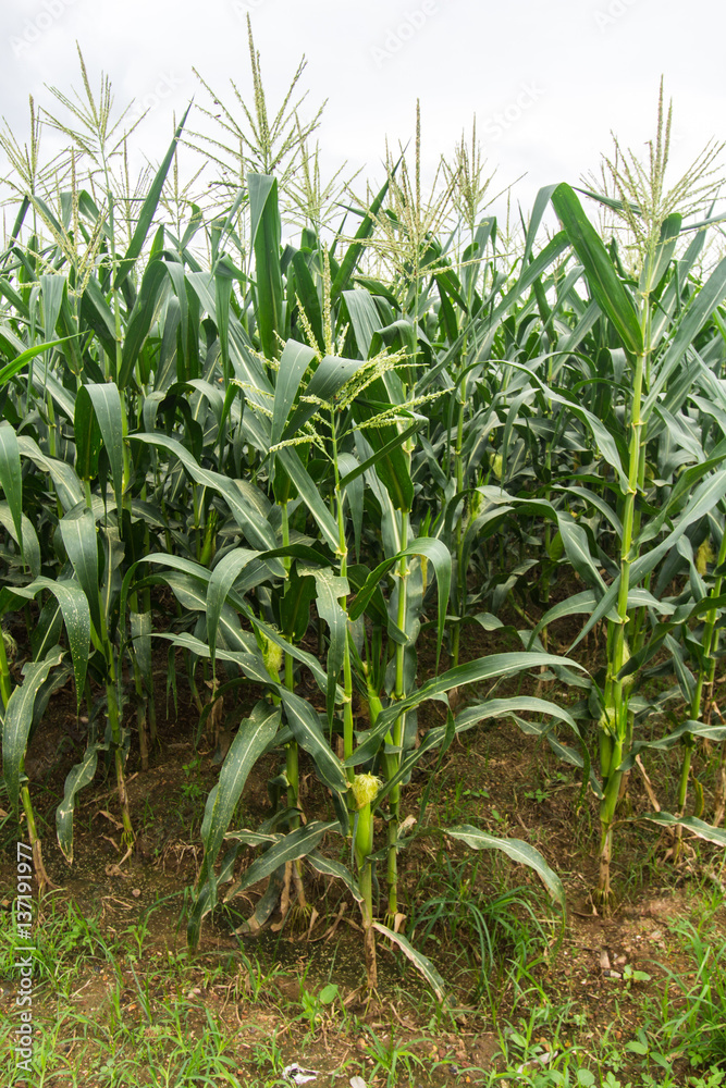 corn farm in thailand, asia agriculture corn farm in thailand, asia agriculture