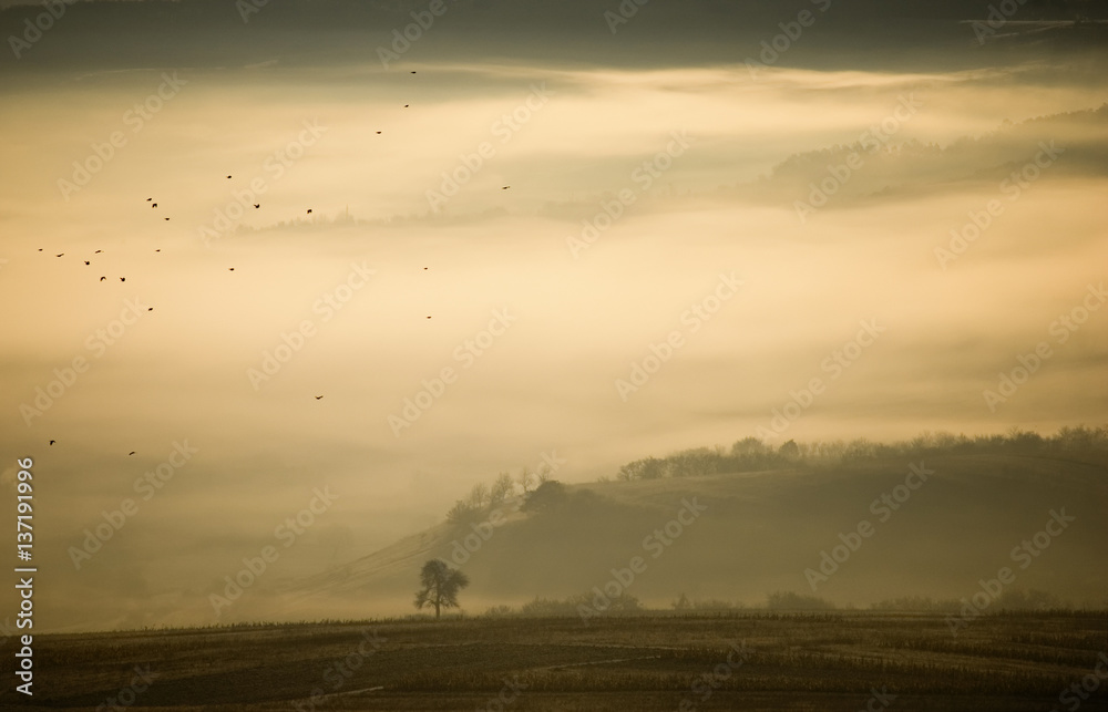 fog in morning landscape with hills and tree fog in morning landscape with hills and tree