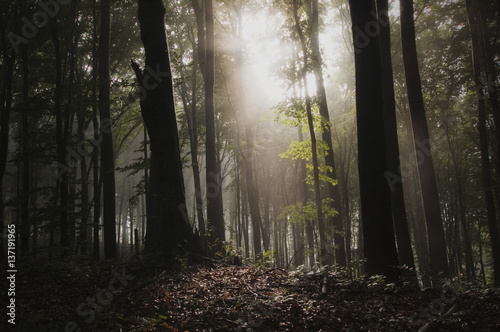 sunlight in dark forest