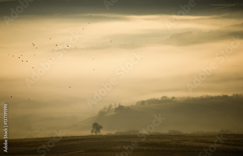 fog in morning landscape with hills and tree