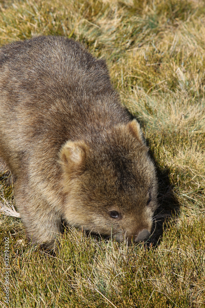 Naklejka premium Close up of a Wombat roaming feeding on grass, Cradle Mountain NP, Tasmania