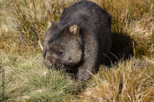 Close up of a Wombat roaming in the grass, Cradle Mountain NP, Tasmania