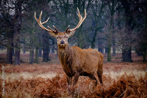 Red deer stag in a snow flurry