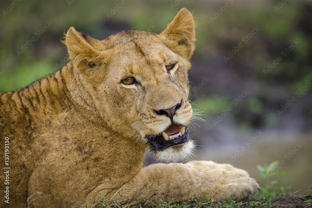 Lion (Panthera leo).KwaZulu Natal. South Africa Lion (Panthera leo).KwaZulu Natal. South Africa