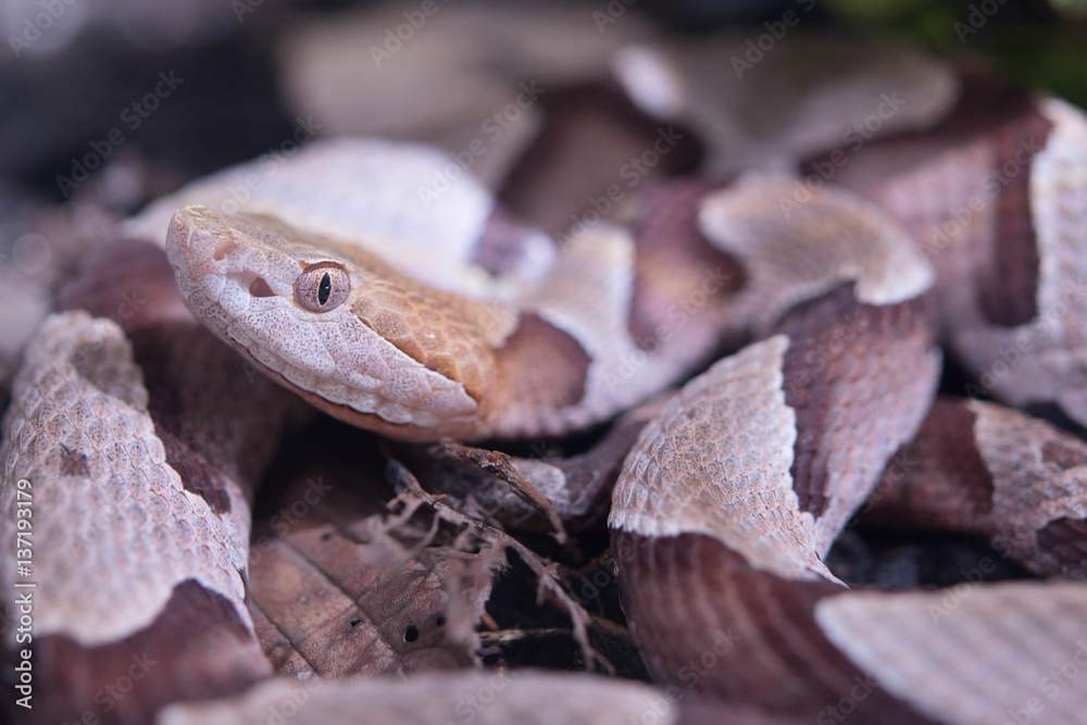 Obraz premium カパーヘッド 毒ヘビ 爬虫類