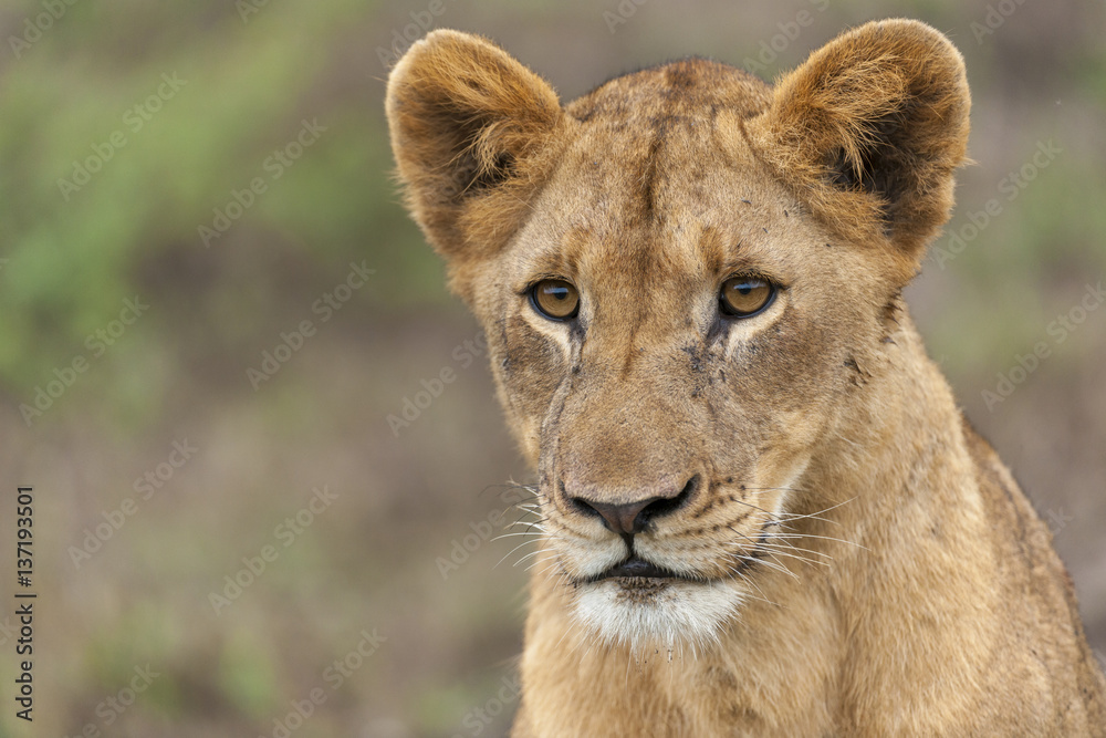 Lion (Panthera leo).KwaZulu Natal. South Africa Lion (Panthera leo).KwaZulu Natal. South Africa