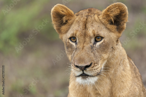 Fototapeta Naklejka Na Ścianę i Meble -  Lion (Panthera leo).KwaZulu Natal. South Africa