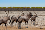 Oryx, group, Etosha National Park, Namibia