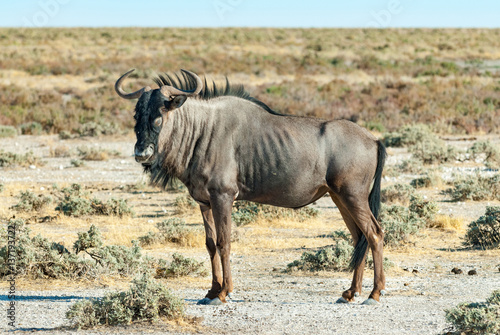 Gnu  Connochaetes   Etosha National Park  Namibia 