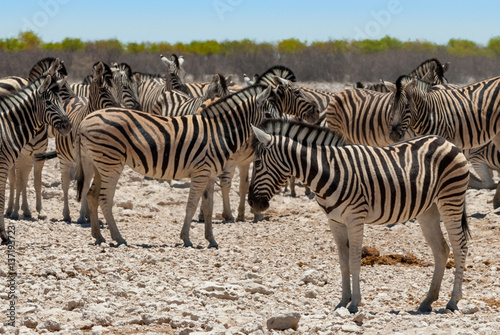 Zebra , group, Etosha National Park, Namibia 