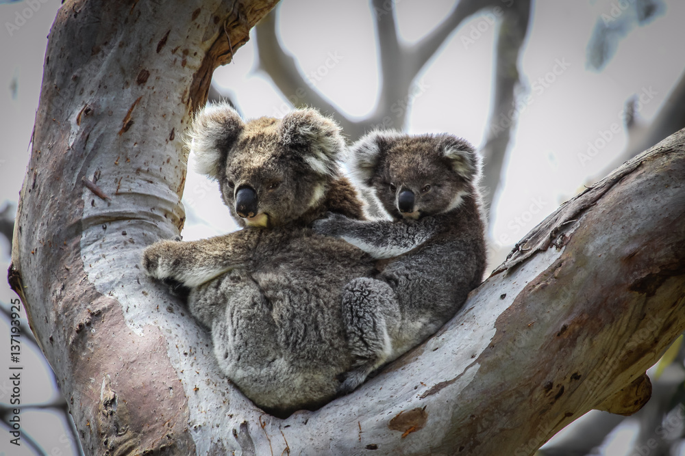 Koala mother with baby joey on its back sitting in a eucalyptus tree, facing, Great Otway National Park, Victoria, Australia Koala mother with baby joey on its back sitting in a eucalyptus tree, facing, Great Otway National Park, Victoria, Australia