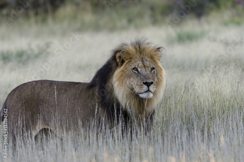 Lion  Panthera leo . Kalahari. Northern Cape. South Africa.