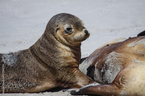 Close up of a young Australian sea lion on the beach, Seal Bay, Kangaroo Island, South Australia