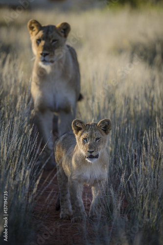 Lion (Panthera leo) cub and adult female. Kalahari. Northern Cape. South Africa.
