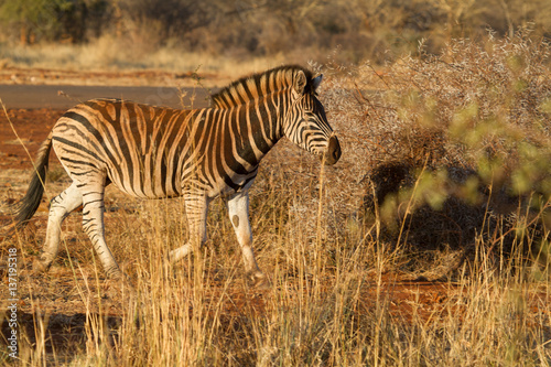 Zebra  Madikwe Game Reserve