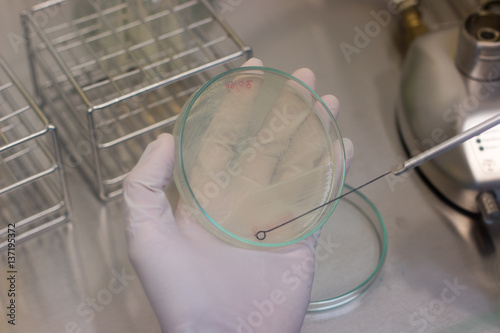 Scientist performing microbial tests in Biological safety cabinets lab.