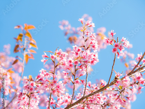 Wild Himalayan Cherry flower, Pink of Cherry blossom 12