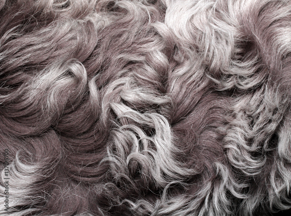 coat texture lambskin with long grey hair and curls coat texture lambskin with long grey hair and curls