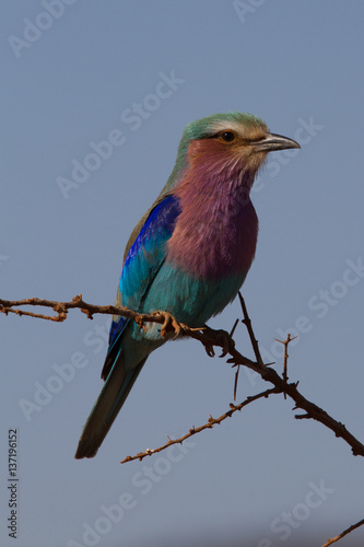 Lilac-Breasted Roller, Madikwe Game Reserve © Chris