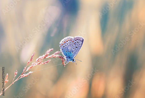 a little blue butterfly sitting on a blade of grass on a sunlit meadow