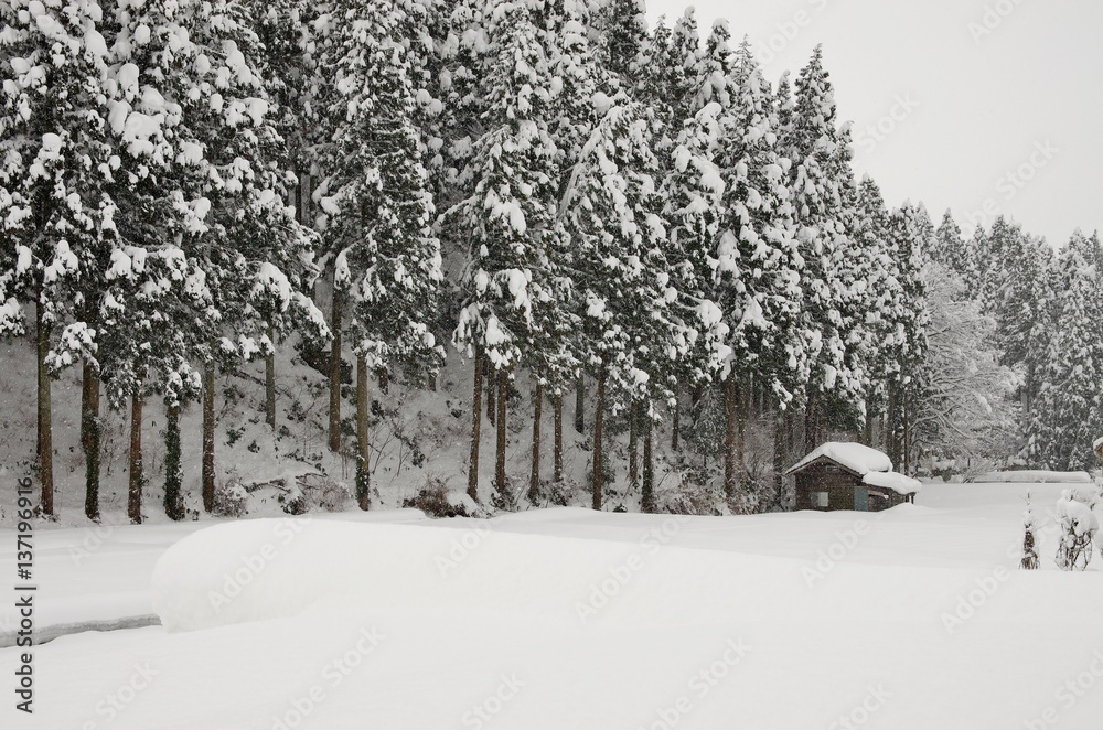 針葉樹の森に雪が降る
