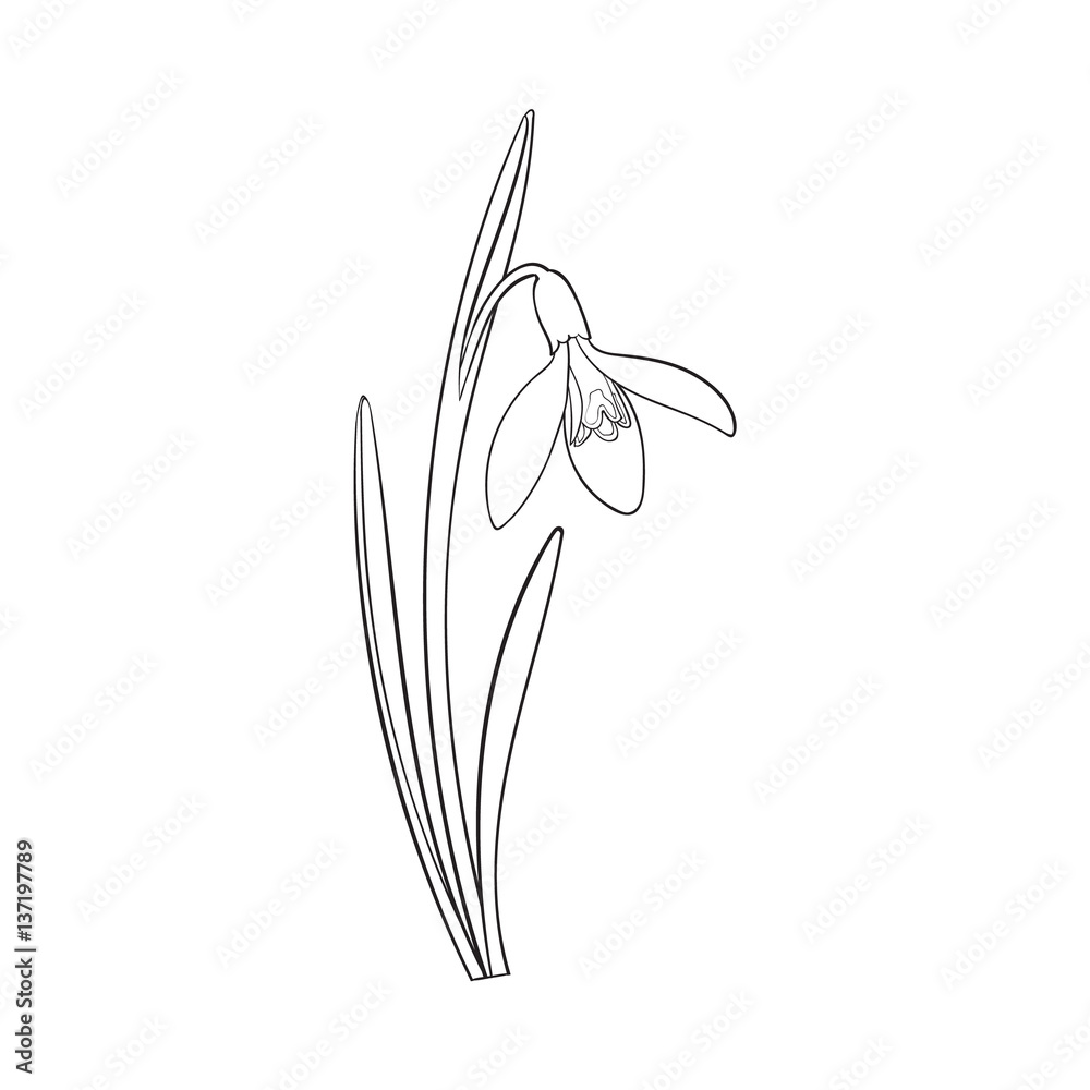 Single galanthus, snowdrop spring flower with stem, leaves, sketch vector illustration isolated on white background. hand drawing of galanthus, snowdrop, spring flower in vertical position