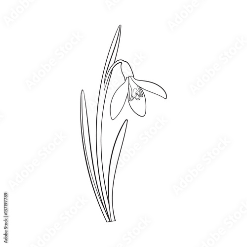 Single galanthus, snowdrop spring flower with stem, leaves, sketch vector illustration isolated on white background. hand drawing of galanthus, snowdrop, spring flower in vertical position