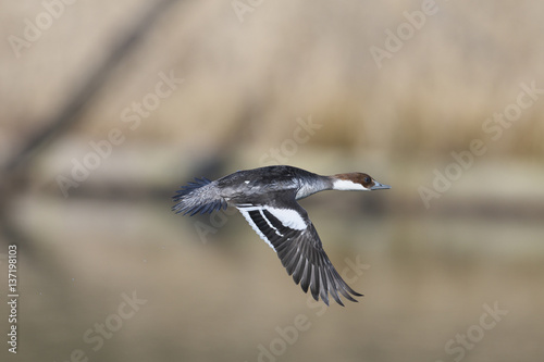 ミコアイサ雌の飛翔(Smew) © sandpiper