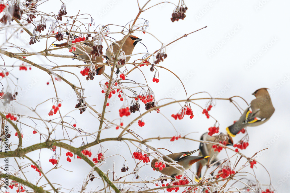 Fototapeta premium waxwings eating berries