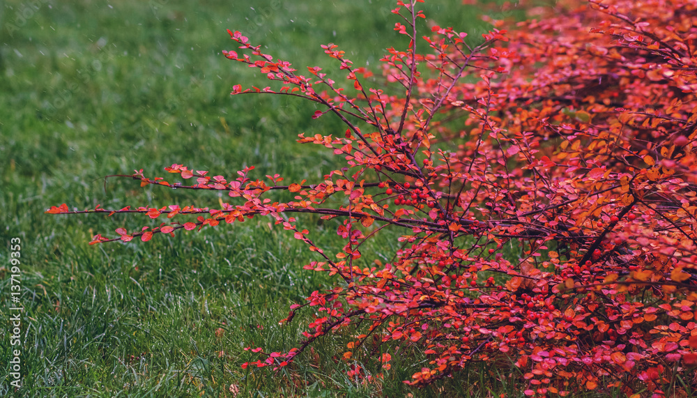 Barberry bush. Bush with red leaves. Autumn foliage. First snow falls on the leaves. The branch of a bush with the fruits of the barberry is not a green background.