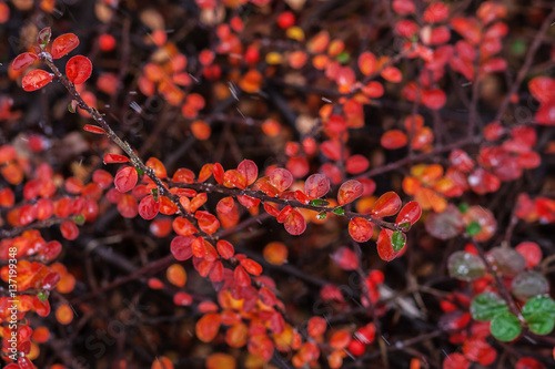 Barberry bush. Bush with red leaves. Autumn foliage. First snow falls on the leaves. The branch of a bush with the fruits of the barberry.