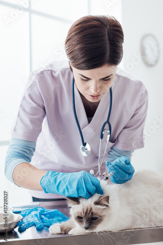 Fototapeta Naklejka Na Ścianę i Meble -  Veterinarian giving an injection to a pet