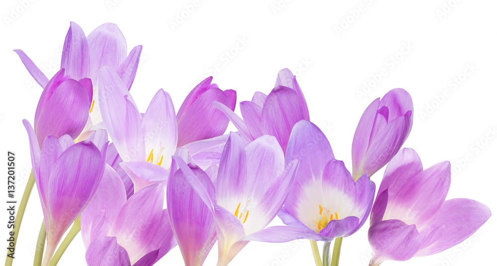 group of lilac crocus flowers isolated on white group of lilac crocus flowers isolated on white