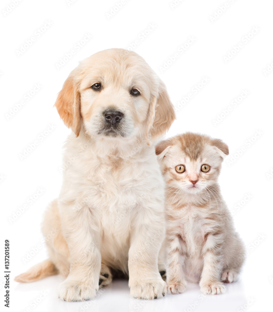 Golden retriever puppy sitting with a kitten. isolated on white background