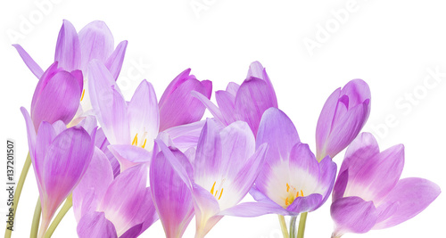 group of lilac crocus flowers isolated on white