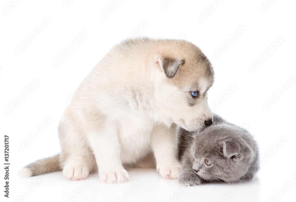 Siberian Husky puppy sniffing scottish kitten. isolated on white background