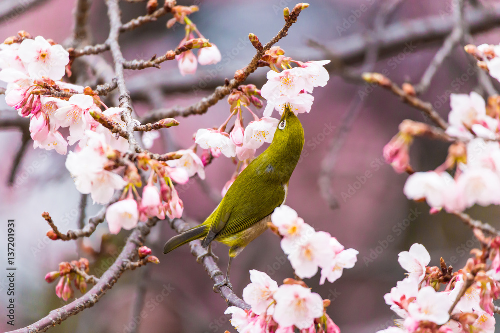 The Japanese White eye.The background is winter cherry blossoms. Located in Shinjuku, Tokyo Prefecture Japan. The Japanese White eye.The background is winter cherry blossoms. Located in Shinjuku, Tokyo Prefecture Japan.