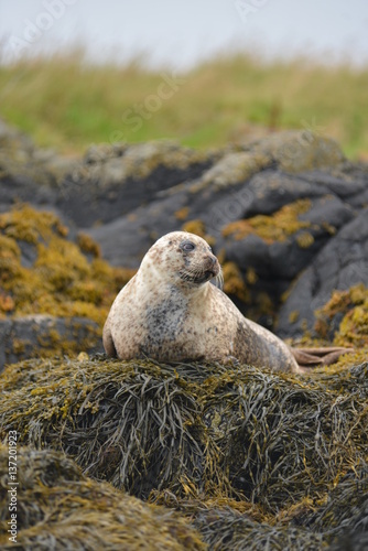 Фотография foca