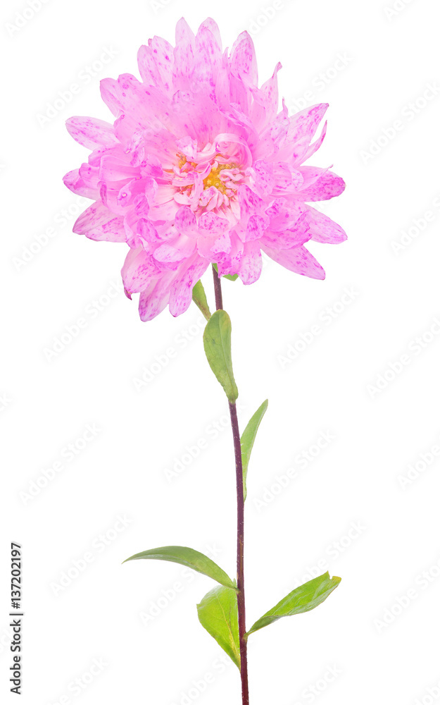 pink aster single flower isolated on white