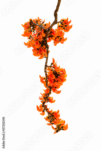 Flower palas orange
