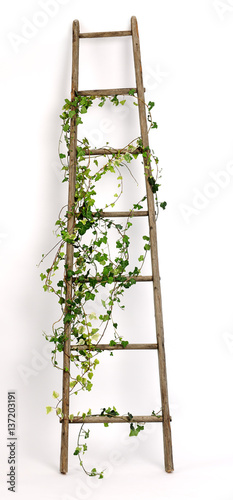 old ladder decorated with ivy twigs photo