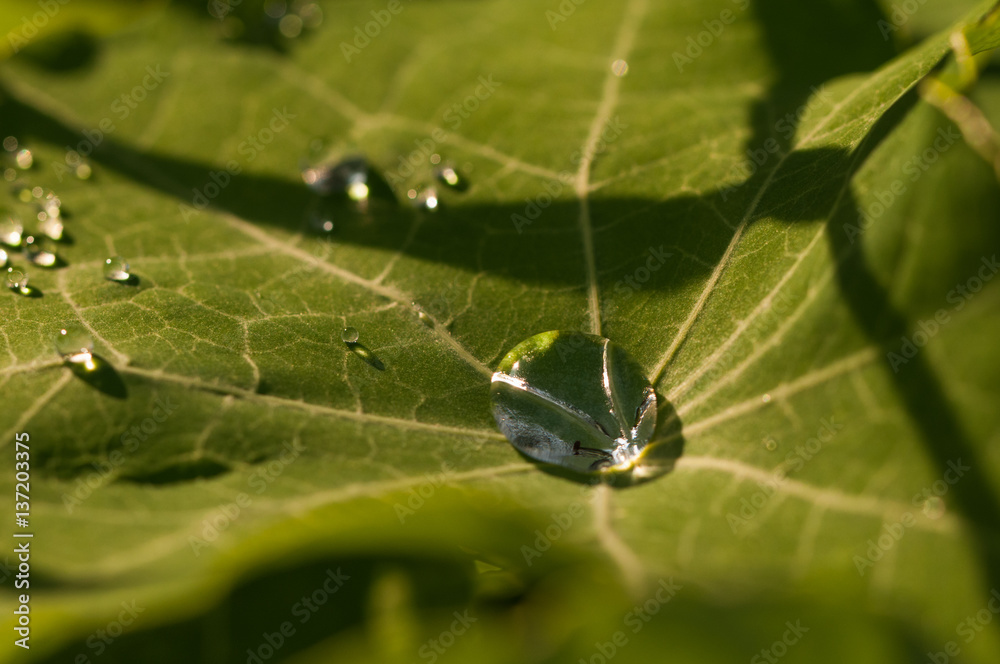 The water drop on a nasturtium leaf The water drop on a nasturtium leaf