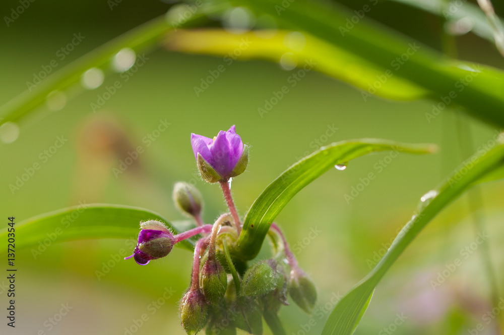 Purple tradescantia virginiana flower with green leaves after a rain close up Purple tradescantia virginiana flower with green leaves after a rain close up